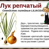 Kada saditi luk u jesen prije zime